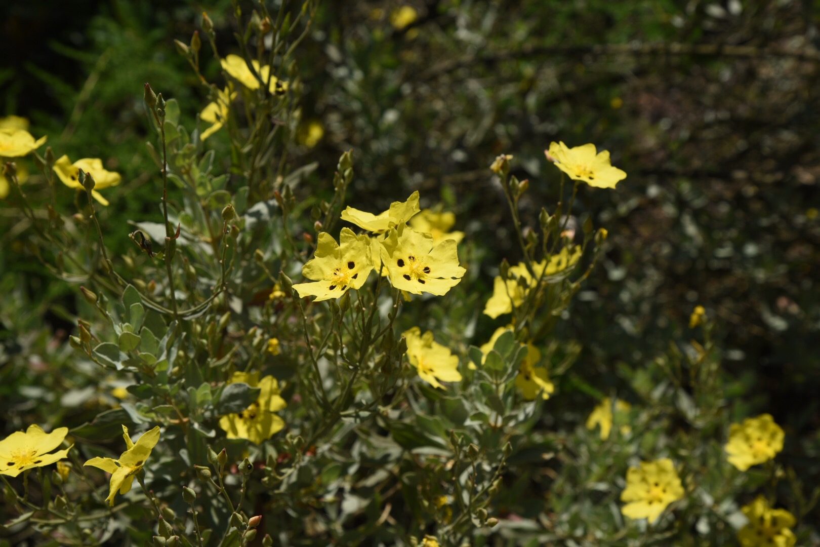 Il cisto giallo